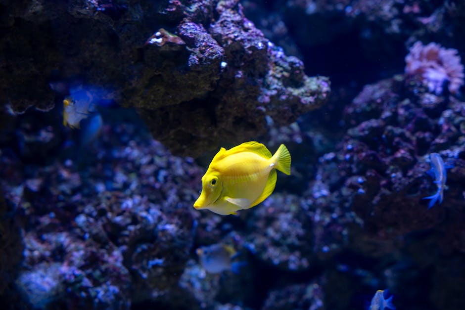 A vibrant yellow tang fish with a streamlined body, prominent dorsal fin, and small pectoral fins, swimming amid a colorful coral reef environment. The background features a variety of coral formations in shades of pink, purple, and brown, along with several other small fish in shades of blue and white. The setting appears to be an aquarium or marine habitat with clear, well-lit water showcasing the marine life. This image can be associated with the transport and handling of delicate aquatic animals during home relocation or moving services, such as those offered by [COMPANY_NAME], highlighting the importance of careful packing and transportation of fragile items, including aquariums and aquatic life.